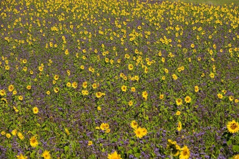Field of sunflowers (Helianthus) and lacy phacelia (Phacelia tanacetifolia)