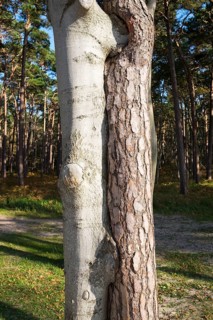 Twisted trees