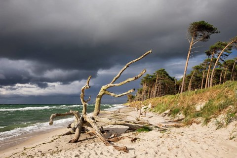 Dead tree on the west beach at the Baltic Sea