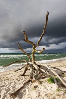 Dead tree on the west beach at the Baltic Sea
