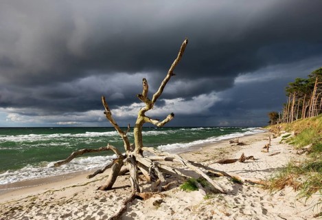 Dead tree on the west beach at the Baltic Sea