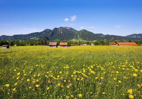 Spring meadow with Meadow Salsify (Tragopogon pratensis)