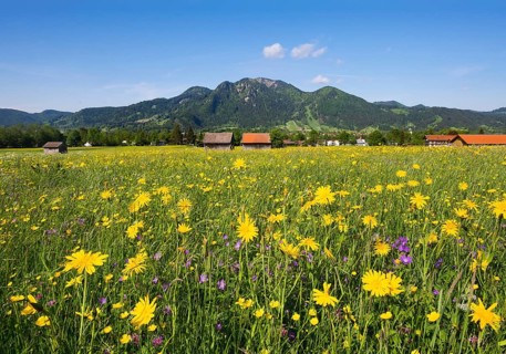 Spring meadow with Meadow Salsify (Tragopogon pratensis)