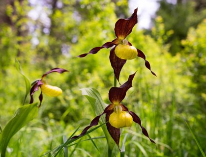 Lady's slipper orchid (Cypripedium calceolus)