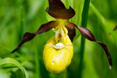 Crab spider (Misumena vatia) on a Lady's slipper orchid (Cypripedium calceolus)