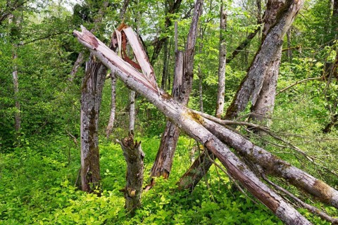 Riparian forest