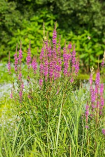 Purple-loosestrife (Lythrum salicaria)