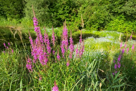 Purple-loosestrife (Lythrum salicaria)