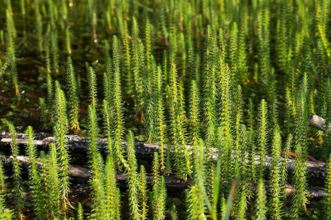 Mare's tail (Hippuris vulgaris)