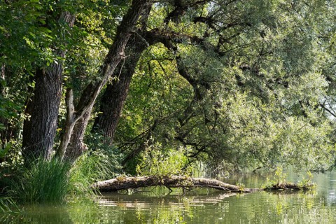 Ickinger Reservoir in the Nature Reserve Isarauen
