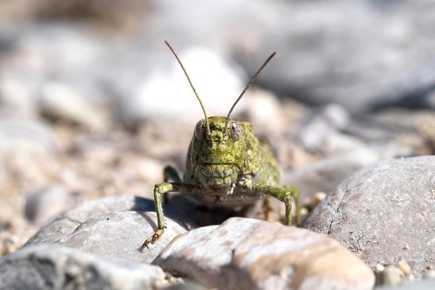 Rattle grasshopper (Psophus stridulus)