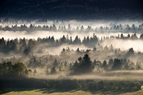 Morning mist over the Puppiger Au in the Nature Reserve Isarauen