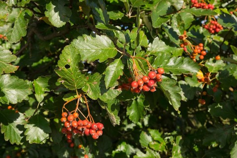 Common whitebeam (Sorbs aria) leaves and fruit