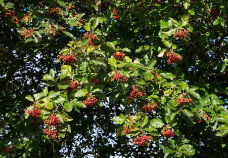 Common whitebeam (Sorbs aria) leaves and fruit