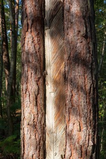 Pine trunk with bark stripped away to obtain resin