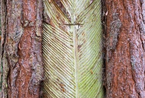 Pine trunk with bark stripped away to obtain resin