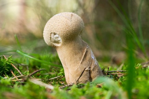 Pestle puffball or long-stemmed puffball (Lycoperdon excipuliforme)