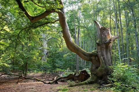 Old gnarled beech (Fagus sylvatica)
