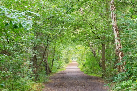 Forest paths