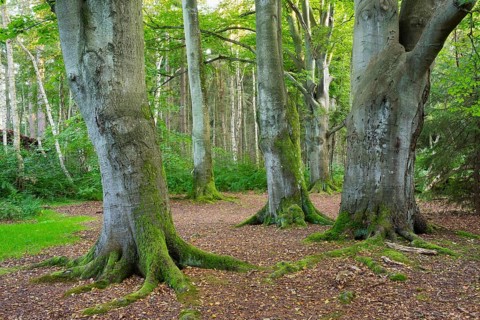 Old beeches (Fagus sylvatica)
