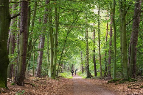 Forest paths