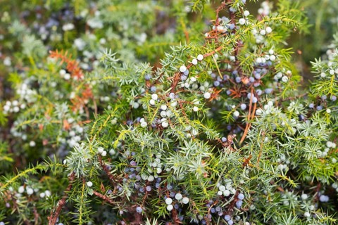 Common juniper (Juniperus communis) berries