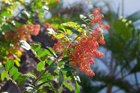 Brazilian peppertree (Schinus terebinthifolius) with berries