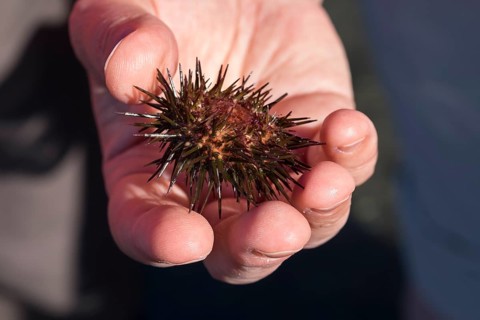 Purple sea urchin (Paracentrotus lividus) in hand