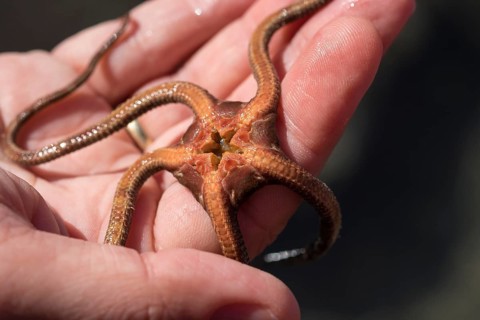 Starfish (Ophioderma longicaudum) with open mouth