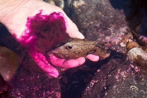 Spotted sea hare (Aplysia dactylomela) in hand