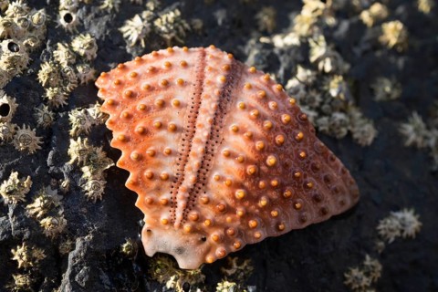 Piece of sea urchin shell (Echinoidea) on rock with barnacles (Balanidae)