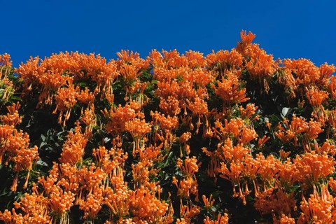 Flowering flamevine