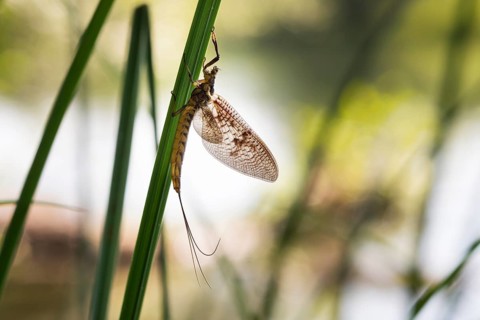Mayfly (Ephemeroptera)