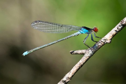 Red-eyed damselfly (Erythromma najas)