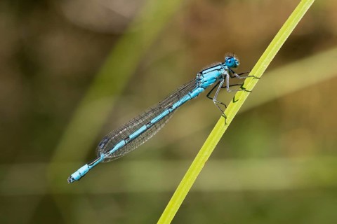 Common Blue Damselfly (Enallagma cyathigerum)
