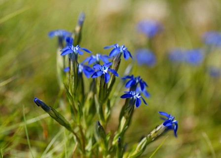 Alpine gentian (Gentiana nivalis)