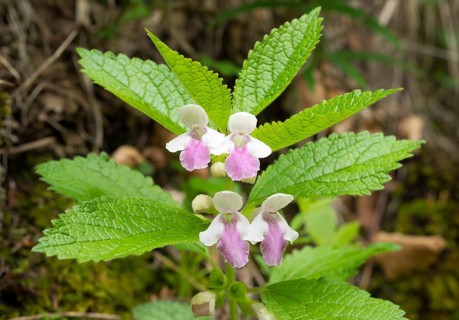 Bastard Balm (Melittis melissophyllum)