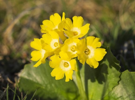 Auricula (Primula auricula)