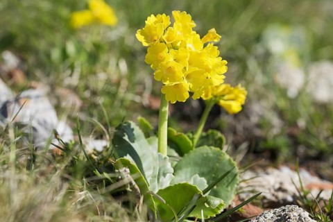 Auricula (Primula auricula)