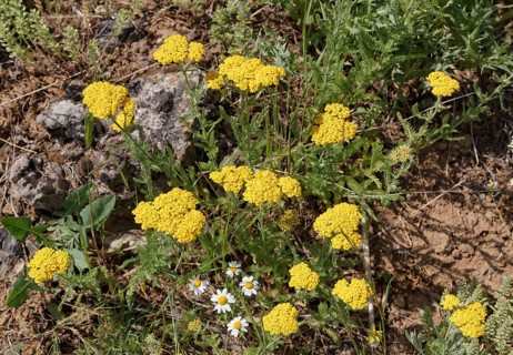 Yarrow (Achillea filipendulina)