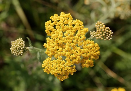 Yarrow (Achillea filipendulina)