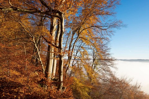 Autumnal beeches