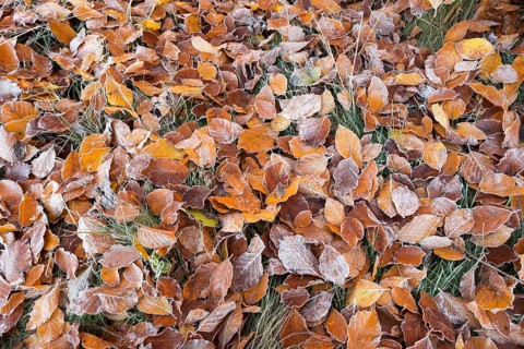 Autumn leaves
