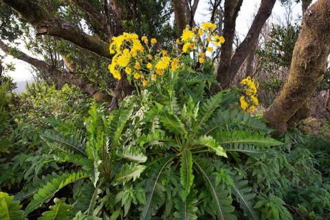 Gomera sowthistle (Sonchus gomerensis)