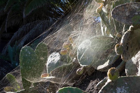 Cobweb of a Tropical Tent-Web Spider (Cyrtophora citricola) on a prickly pear (Opuntia)