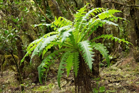 Gomera sowthistle (Sonchus gomerensis)