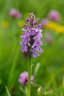 Heath Spotted Orchid (Dactylorhiza maculata)