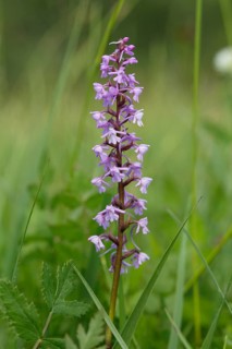 Fragrant orchid (Gymnadenia conopsea)