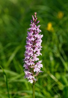 Heath Spotted Orchid (Dactylorhiza maculata)