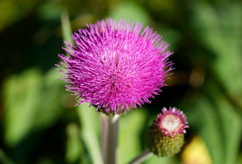 Melancholy Thistle (Cirsium heterophyllum)